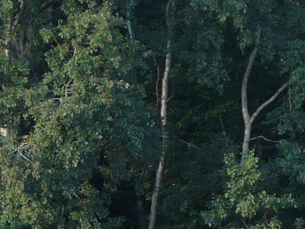 forest side view texture